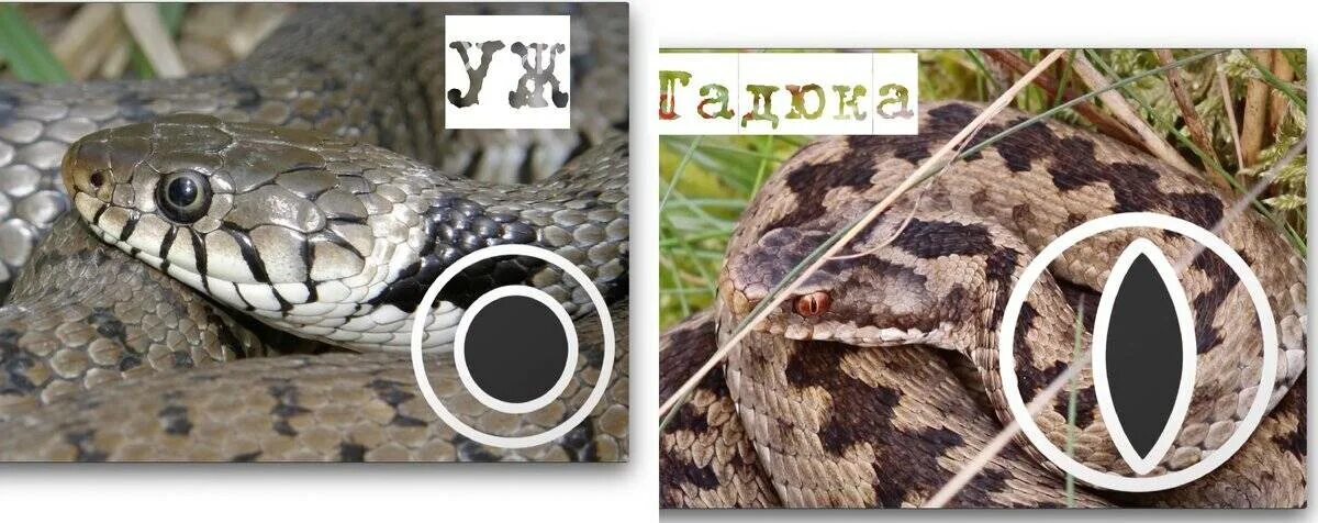 Уж медянка полоз. Отличие ужа от гадюки. Гадюка обыкновенная отличие от ужа. Гадюка водяной уж медянка. Уж меланист и гадюка меланист.