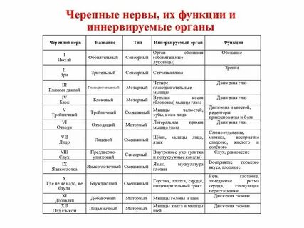 Черепно мозговые нервы характеристика