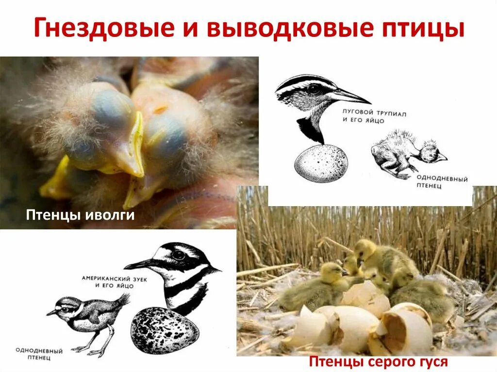 Типы птенцов