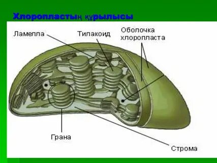 Строма қызметі