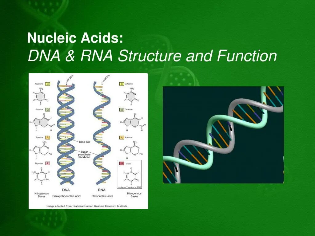 Nucleic acid DNA RNA. The structure of Nucleic acids DNA and RNA. ДНК И РНК плакат. Virus Nucleic acids.