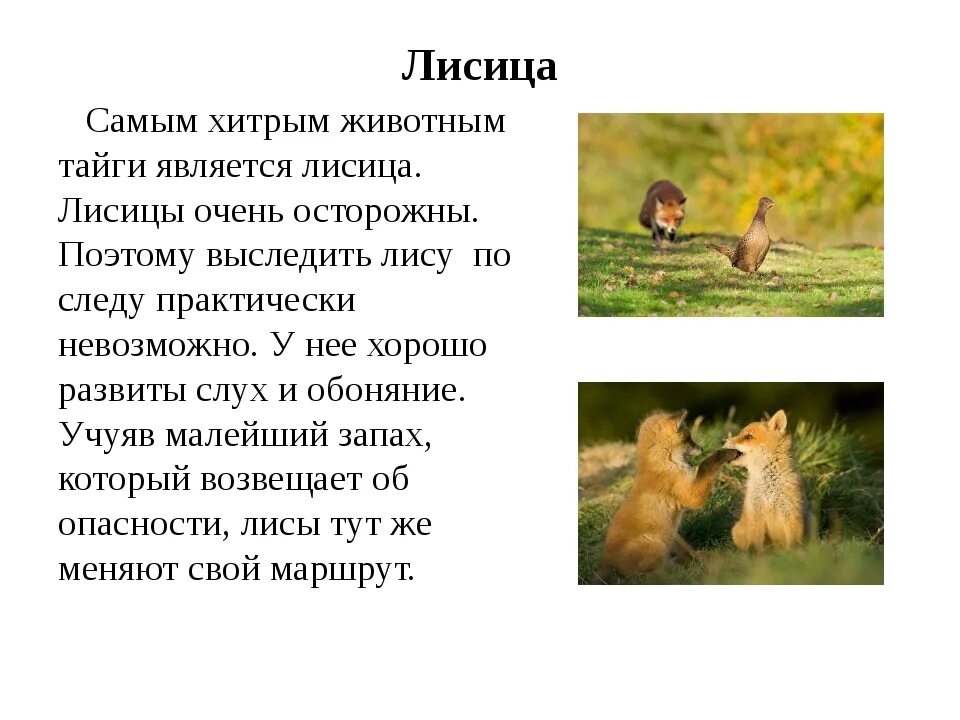 Рассказ о животном 3 класс окружающий. Доклад про лису. Сочинение про лису. Рассказ о животных тайги. Интересные факты о животных тайги.