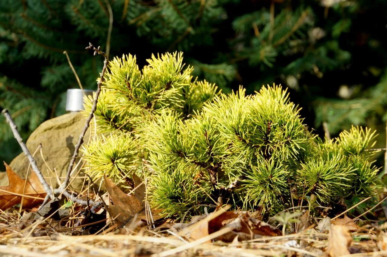 Сосна Горная Офир. Сосна Горная OPHIR. Сосна Горная Офир Pinus mugo OPHIR. Сосна Горная Шервуд компакт.