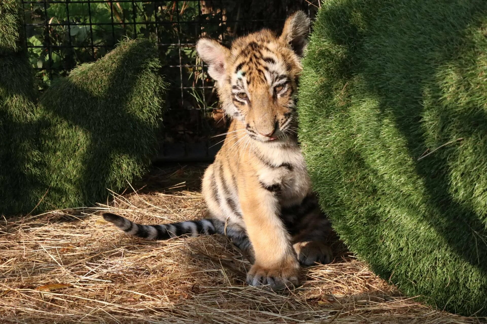 Парк львов тайган в крыму. Парк львов тайган в крыму. Парк львов тайган львята. Тайган сафари парк тигрята. Парк львов тайган львята.