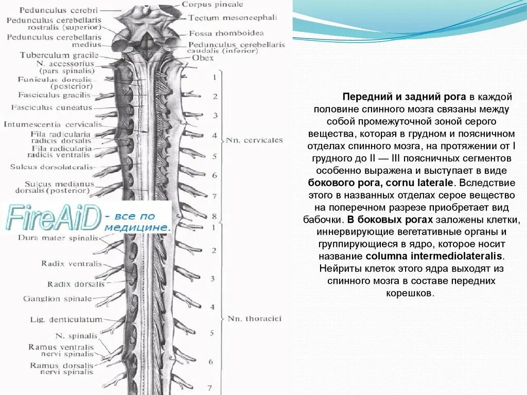 Отделы спинного мозга. Поясничный отдел спинного мозга. Сегменты спинного мозга. Спинной мозг вид сбоку. Является продолжением спинного мозга состоит