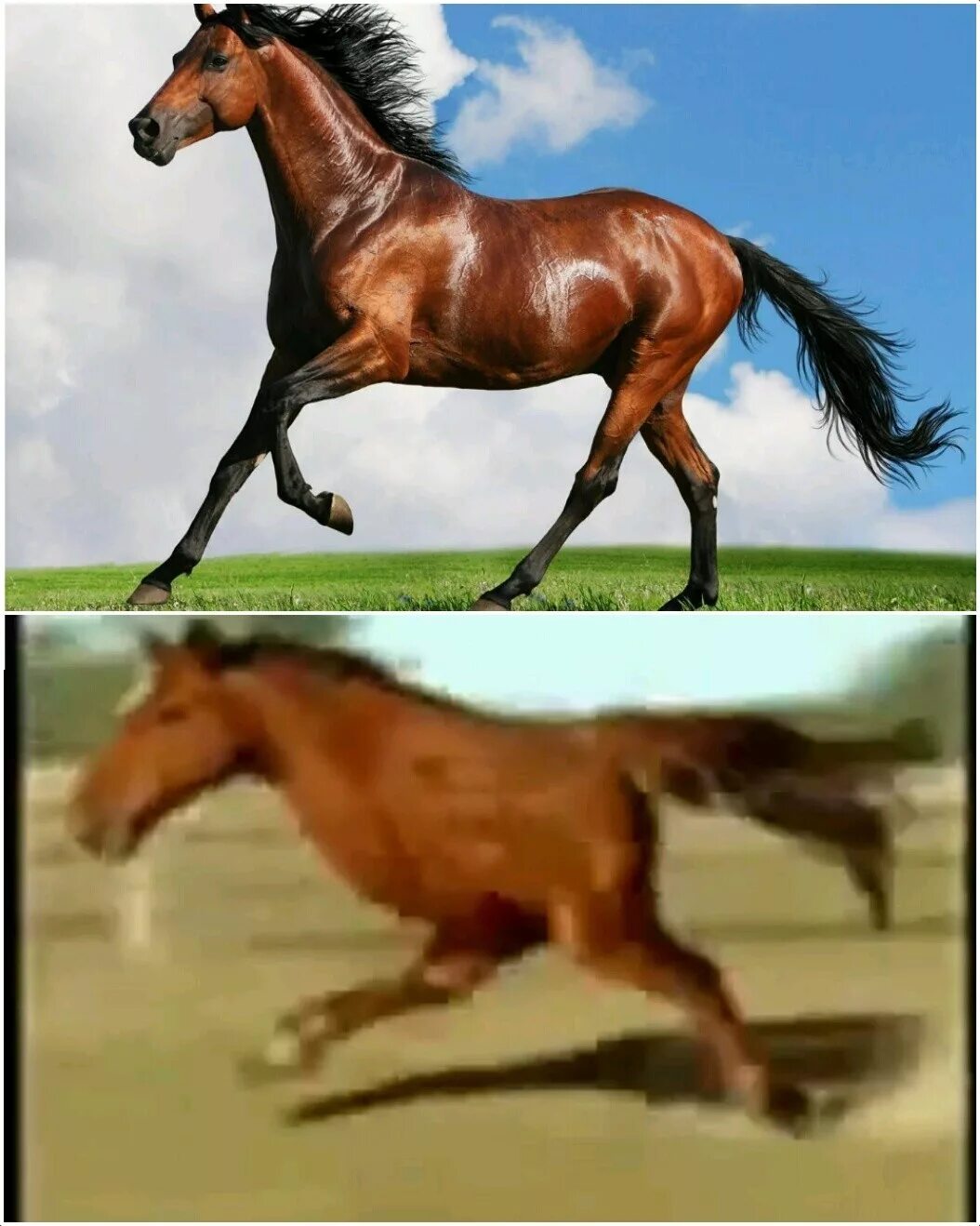 Почему именно конь. Конь Мем. Мемы про лошадей. Короткая лошадь. Мемы с конями.