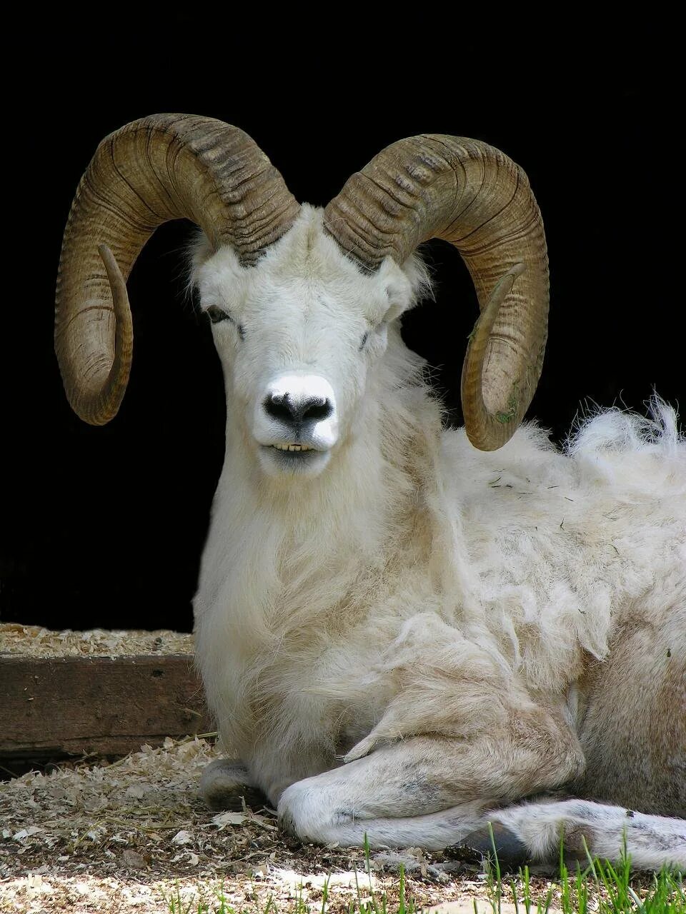 Ovis ii. Тонкорогий баран. банчик ovis. тонкорогий баран пина. ovis ram gold.