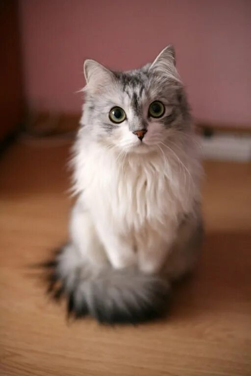 Кошки с пушистыми ушами