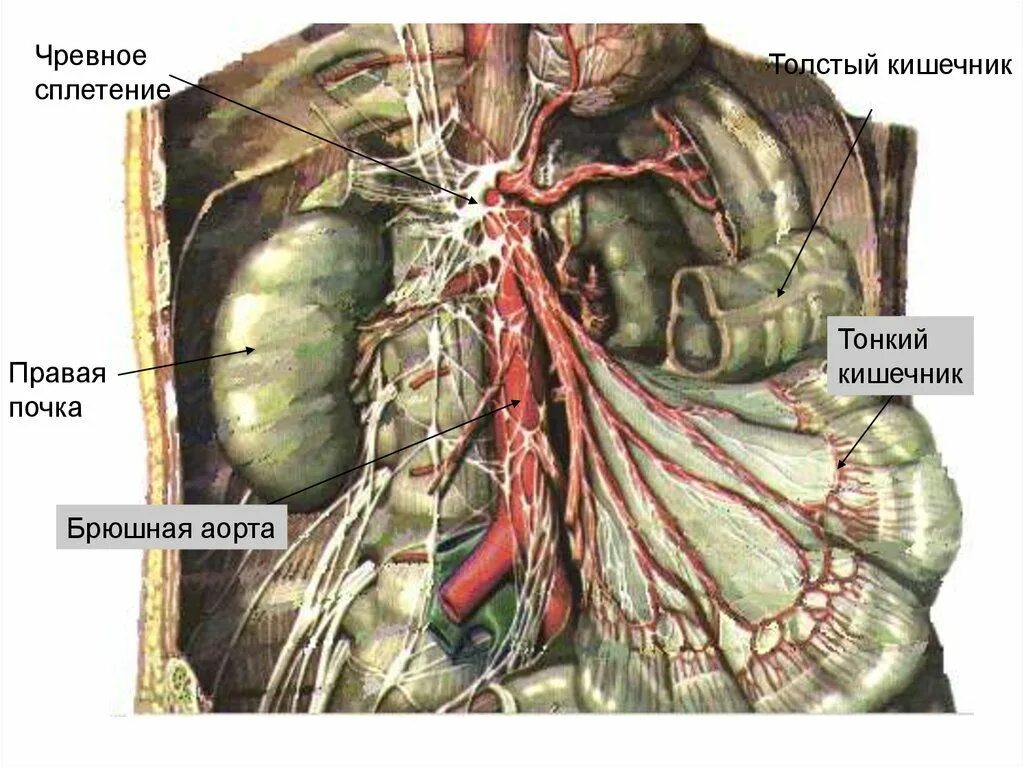 Нервные узлы сплетения. Чревные узлы анатомия. Солнечное сплетение анатомия. Солнечное сплетение топография. Солнечное сплетение нервный узел.