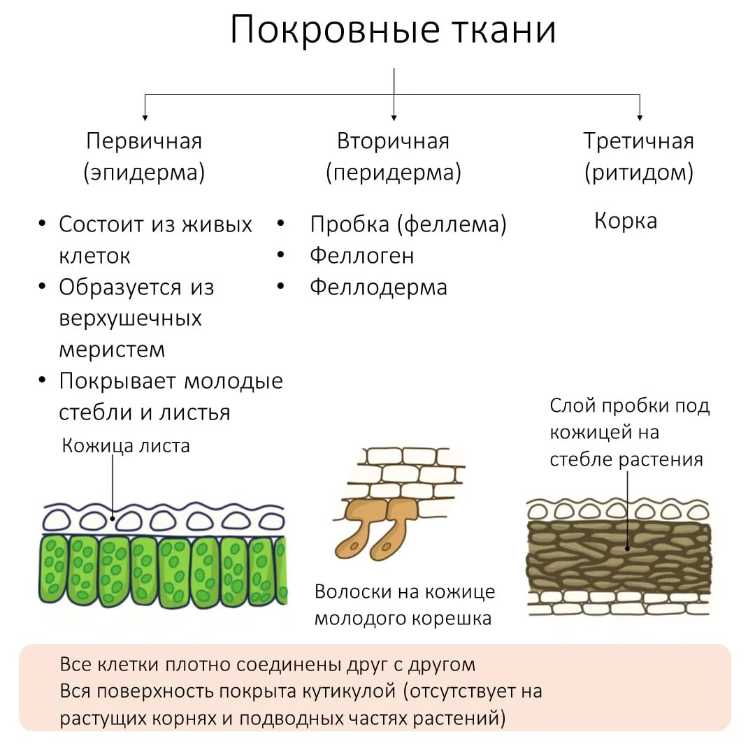 Покровная строение и функции. Покровные ткани растений ЕГЭ биология. Покровные ткани растений таблица. Сравнительная таблица покровных тканей растения. Функции покровной ткани растения.