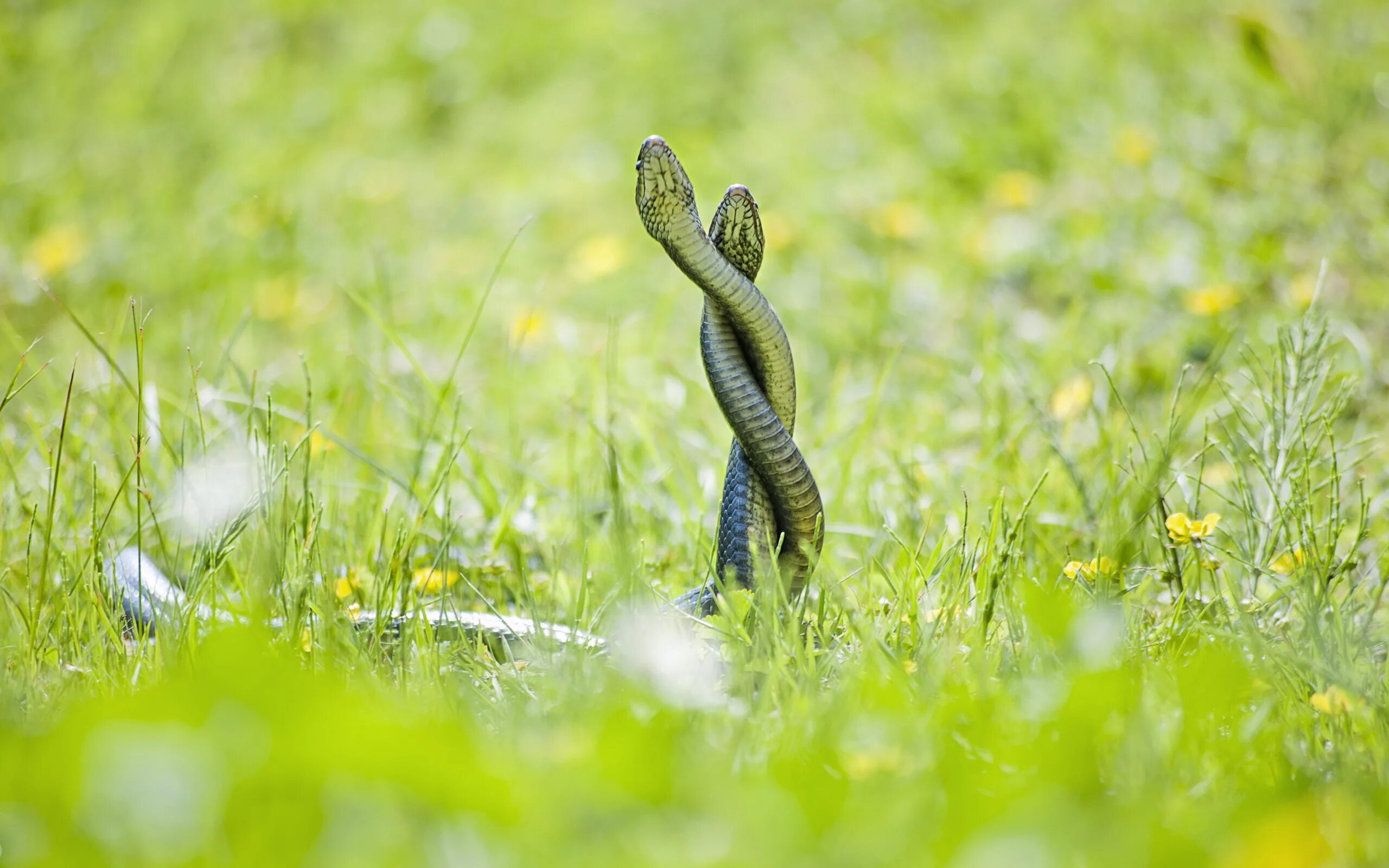 Змейка на солнце. Змеи. Змеи в природе. Змеи фото. Змея в траве.