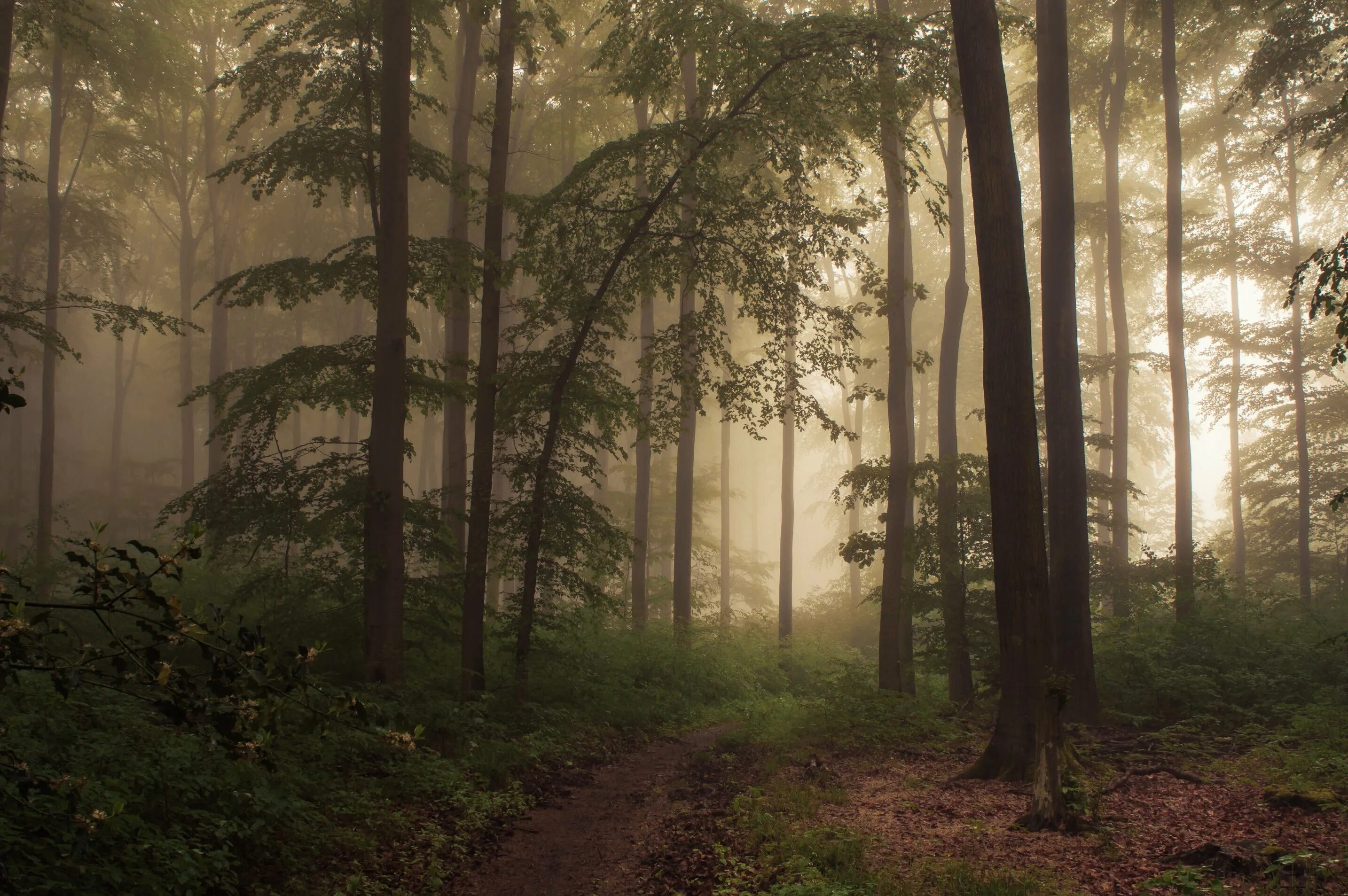 I see a forest