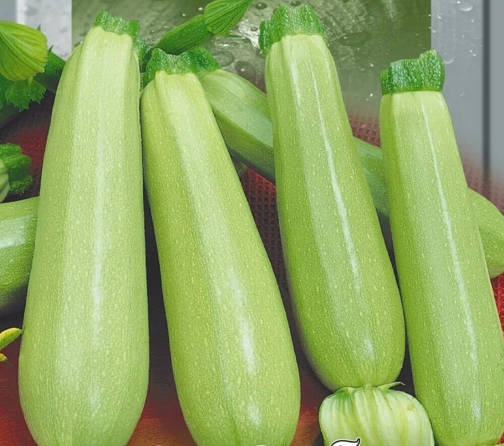 Кабачок f1 «полосатое солнышко» –. Семена кабачок кавили f1. Кабачок арал f1 гавриш 5шт. Кабачок белоплодный малыш. Кабачок лена f1.