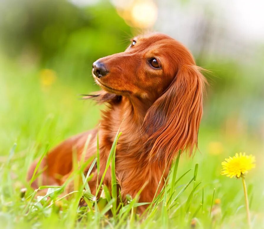 лабрадор ретривер золотистый. рыжая собака. лабрадор ретриверрвжий. лабрадор ретривер фокс ред. лабрадор ретривер фокс ред.
