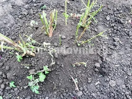 Хризантемы на зиму что делать осенью
