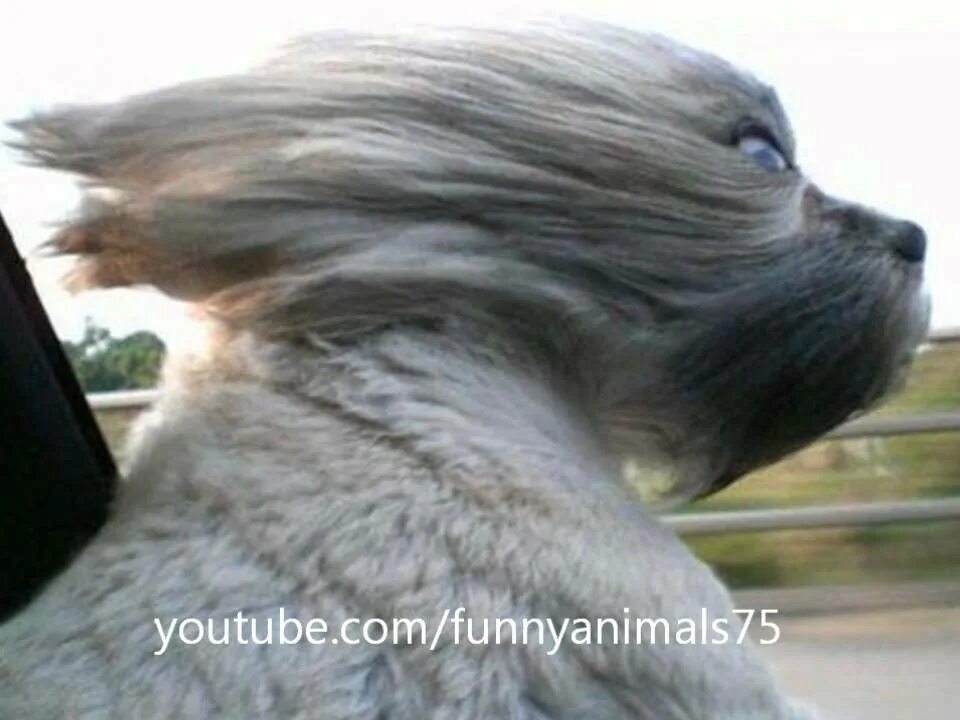 Волосы назад прикол. Картинка волосы назад. Сильный ветер волосы. Мужчины любят драму. Мчу волосы назад.