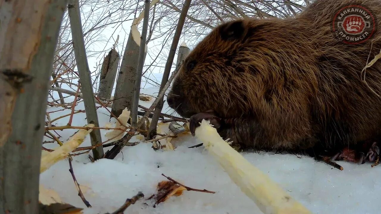 Промысел бобров