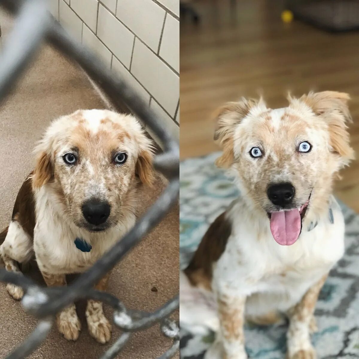 Собаки потом. Собака отряхивается фото. Oh my dog (2022) индия. Собаки потом. Собаки потом.