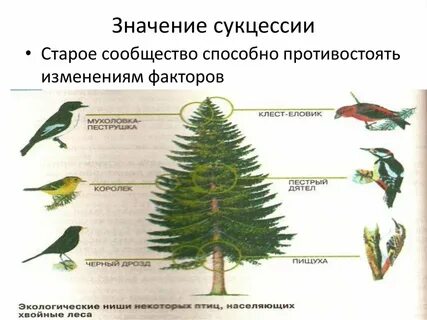 В чем состоит биологическая роль сукцессий