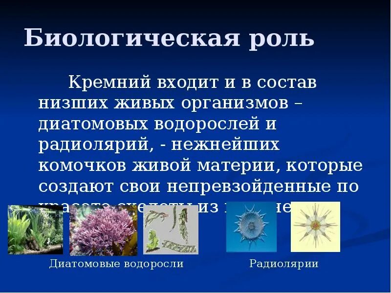 В природе кремний занимает место. Биологическая роль кремния. Биологическая роль кремния в организме. Биороль кремния. Биология роль  кремния..