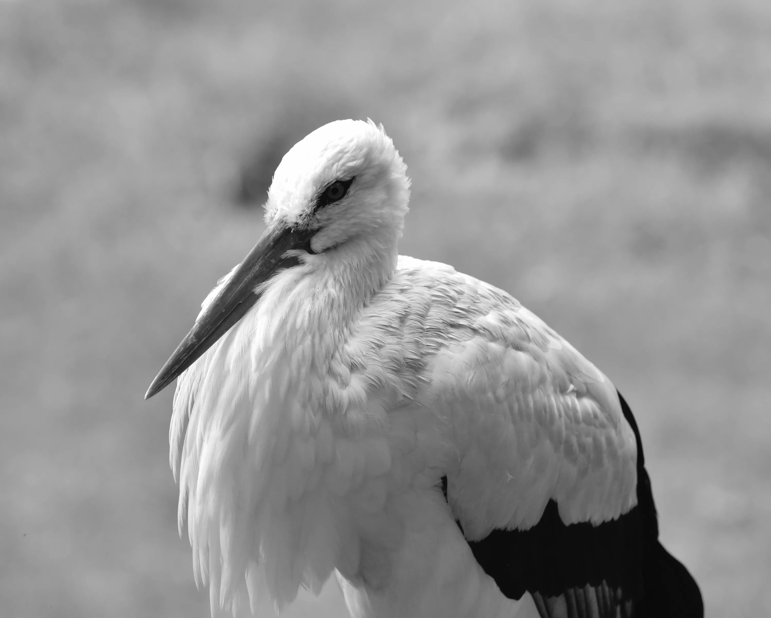 Белая птица с серыми крыльями. Аист альбинос. Белая птица. Белая птица с черными крыльями. Белоснежные птицы.