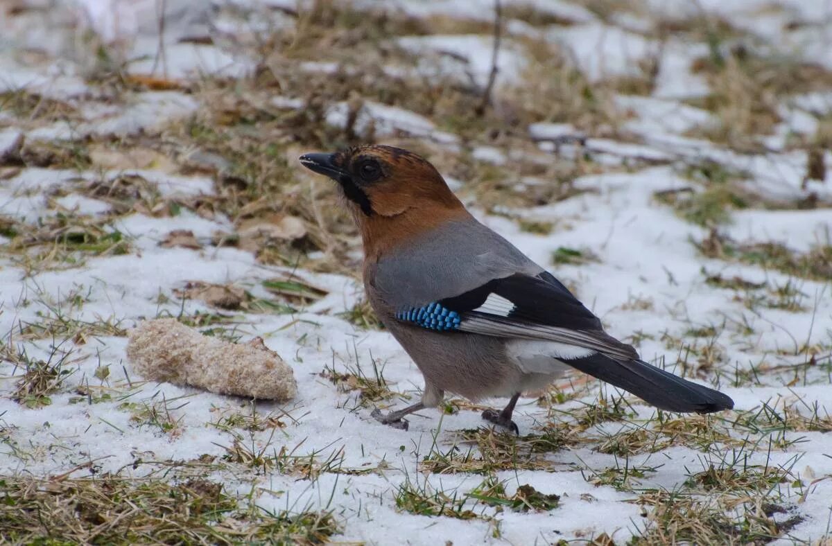Bohemian Waxwing (Bombycilla garrulus). Birds of Siberia.