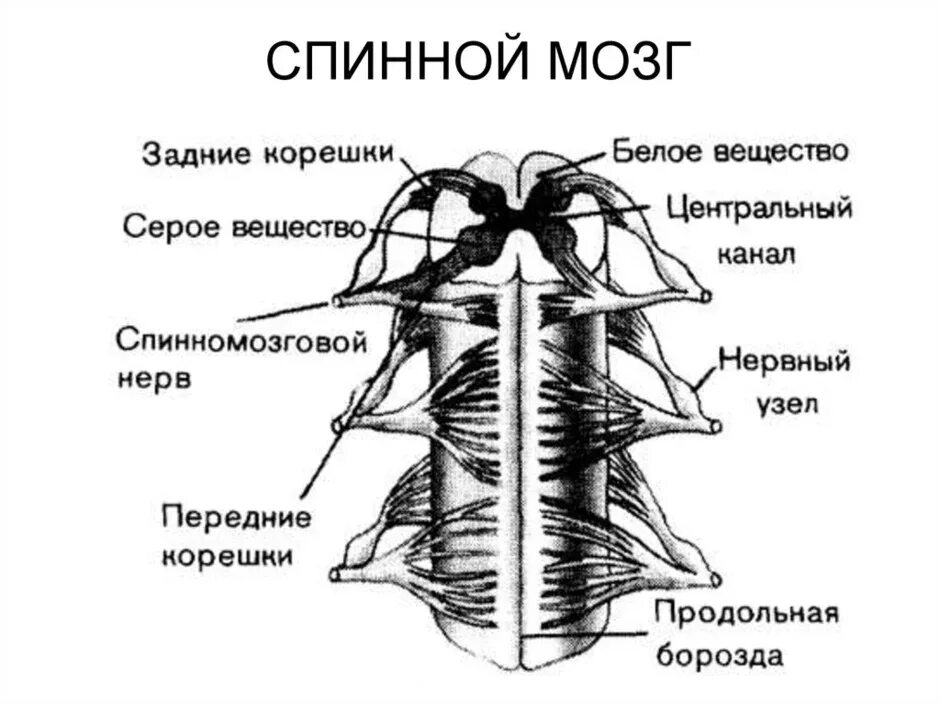 Строение спинного мозга в разрезе. Сегмент спинного мозга в поперечном разрезе. В задних корешках находятся. Строение спинного мозга биология. Строение сегмента спинного мозга.