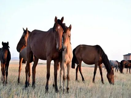 Порно видео секс ру аз
