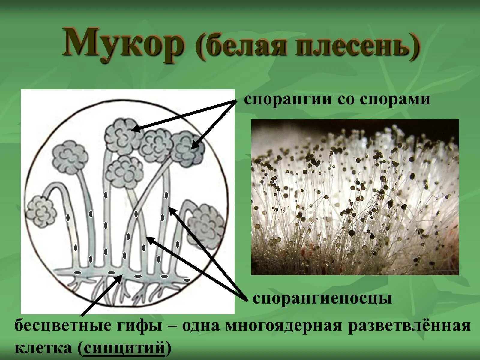 Мукор царство грибов. Спорангии плесневого гриба. Плесень мукор царство. Строение гриба мукора. Строение плесневого гриба мукора.