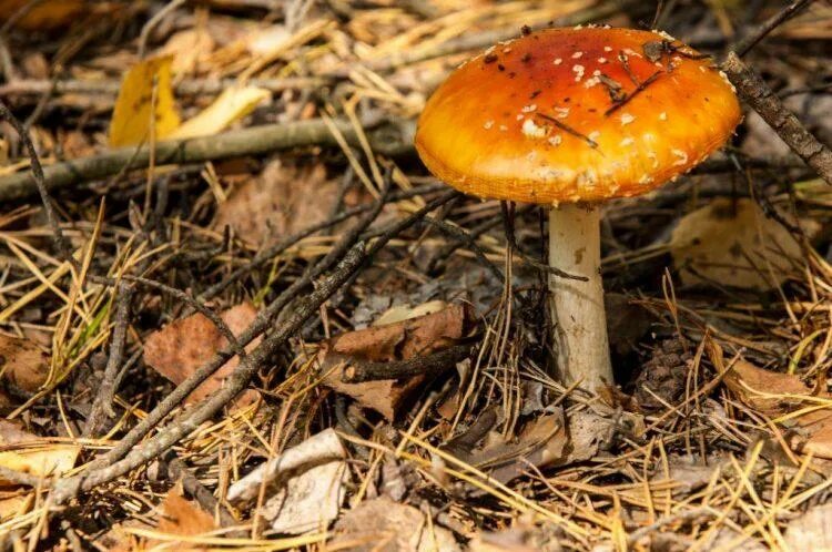 Ядовитые грибы Самарской области. Съедобные грибы Самарской области. Грибы Самарской области фото. Несъедобные грибы Самарской области.