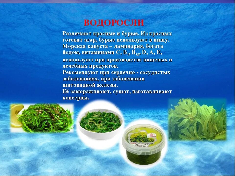 Возраст водоросли