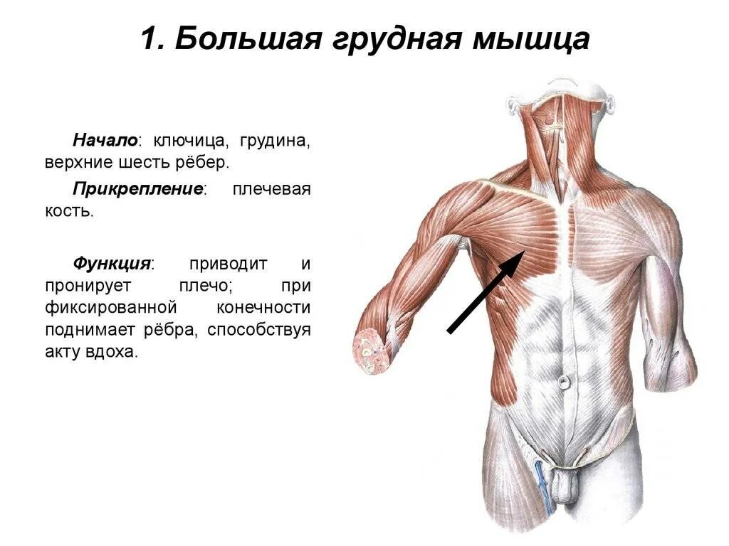 Начало прикрепление функции мышц. Большая грудная мышца функции. Большая грудная мышца функции и расположение. Функции прикрепления большой грудной мышцы. Большая грудная мышца начало и прикрепление.