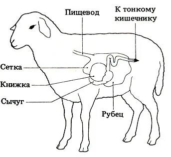 Где находится барашек
