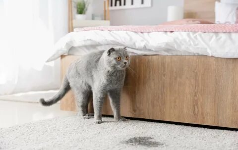 Котенок написал на диван