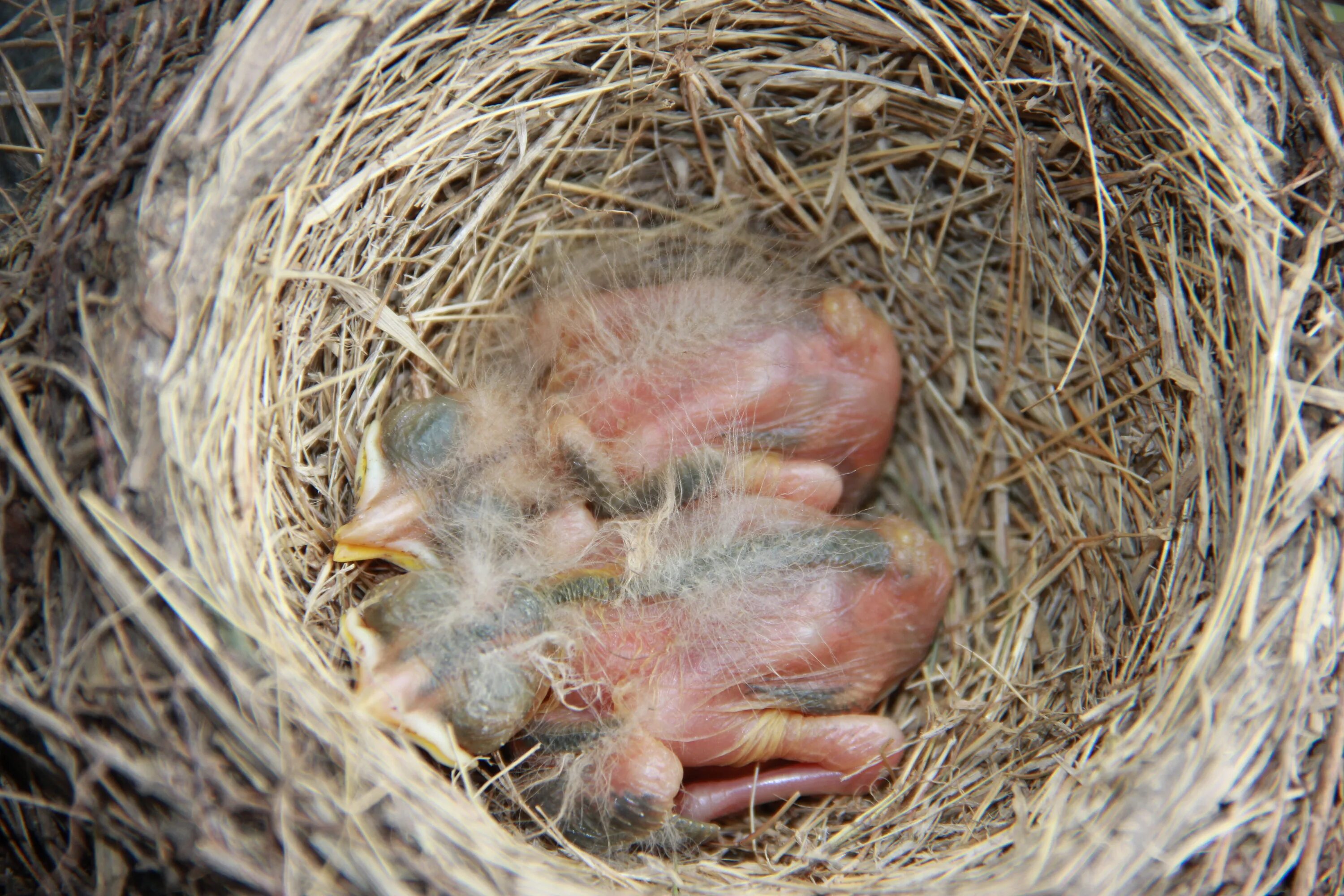 Птенец слеток жаворонка. Гнездо гнездо зарянки птенец. Птенец зарянки. Новорождённые птенцы зарянки.