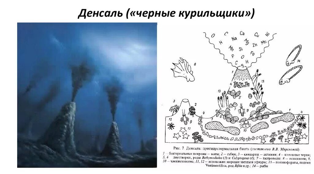 Черные курильщики экосистема