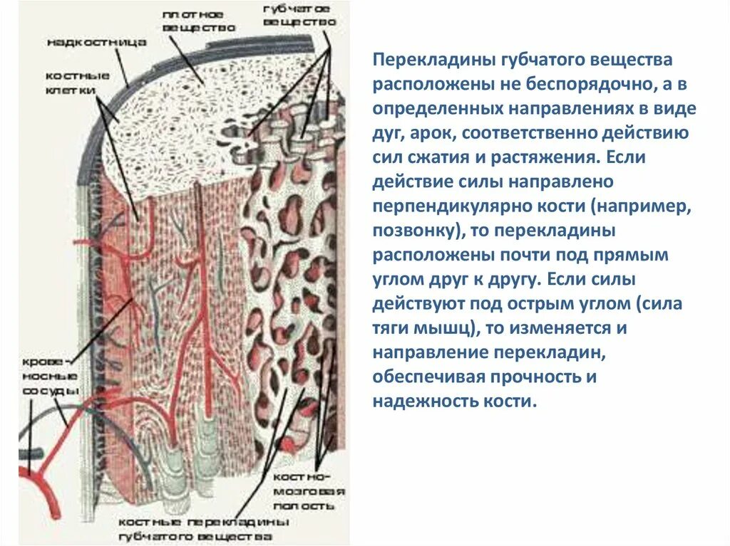 Где находится губчатое вещество. Губчатое вещество костной ткани. перекладины губчатого вещества. перекладины губчатого вещества кости. микроскопическое строение губчатого вещества кости.