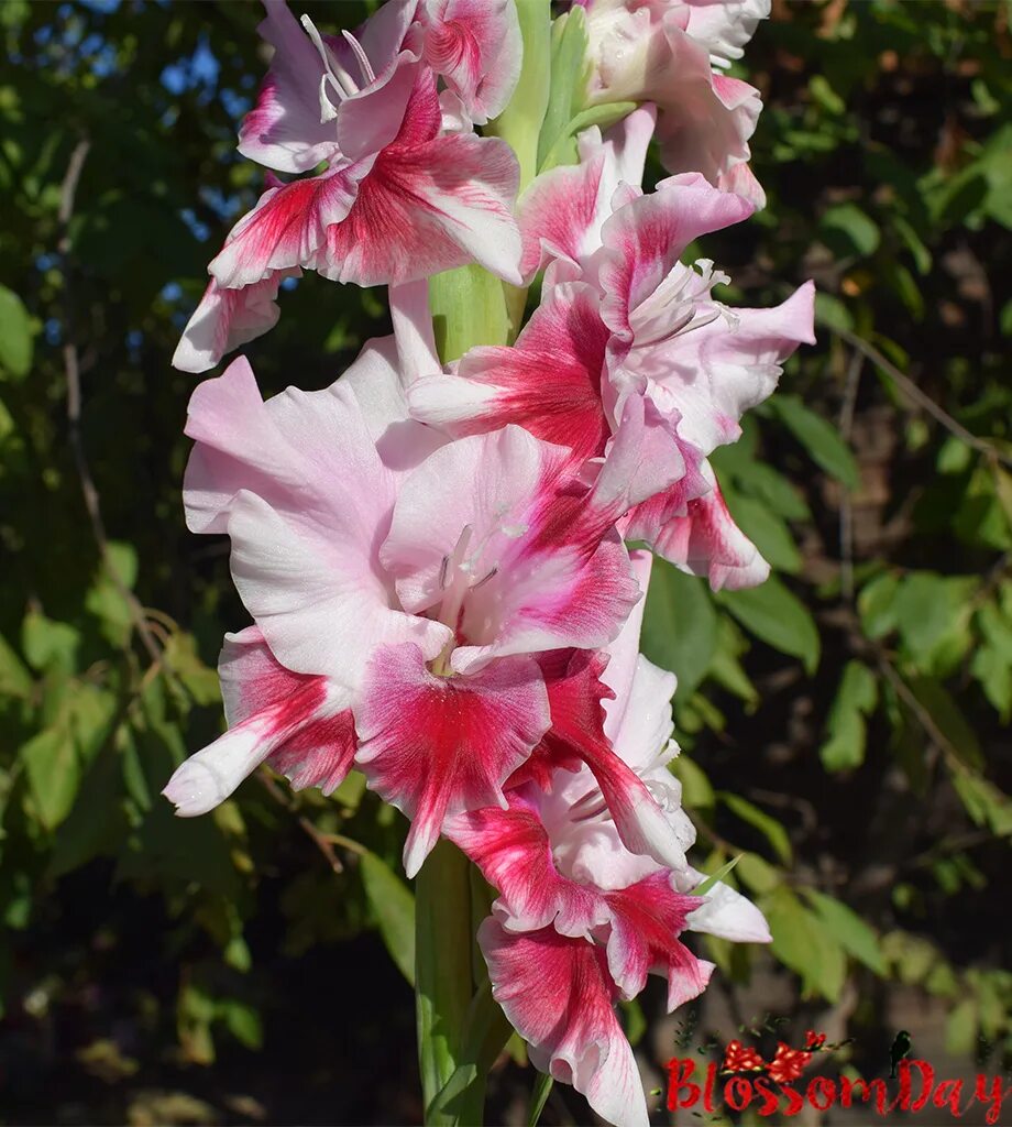 гладиолус танец бабочек. гладиолус воздушный поцелуй. гладиолус голубая бабочка golubaya babochka. гладиолус бабочка. гладиолус бабочка.