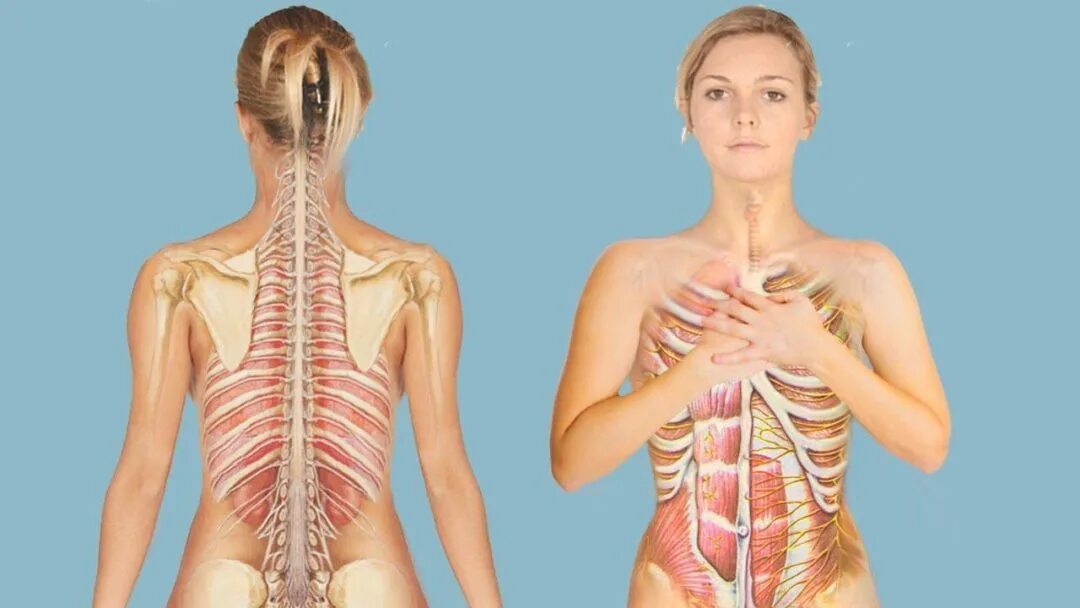 невралгия плечевого нерва. воспаление межреберного нерва. невралгия межреберного нерва. защемило нерв между ребер. локализация боли при невралгии.