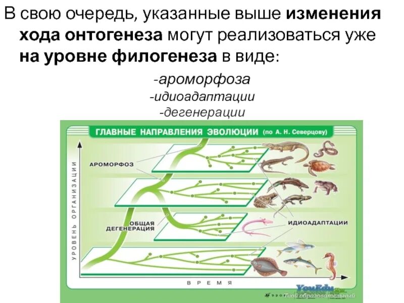 Последовательность появления червей в процессе эволюции. Филогенез нервной системы. идиоадаптация червей. филогенез нервной системы таблица. онто филогенез систем органов.