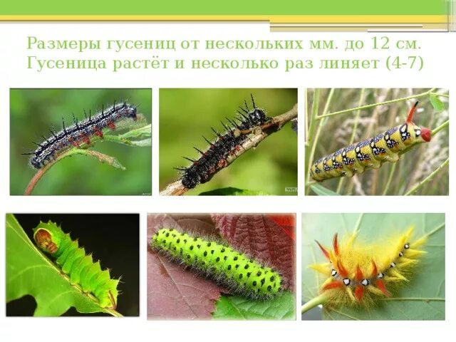 Какого размера гусеница. Какого размера гусеница