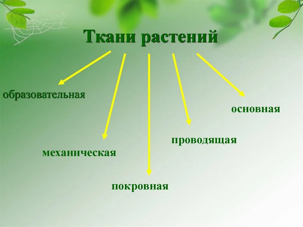 Образовательная основная покровная Проводящая механическая ткань. Образовательная и покровная ткань растений. Ткани растений механическая покровная основная ткань. Образовательные покровные и механические ткани. Виды растительных тканей рисунки