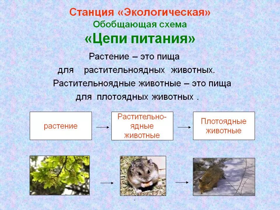 Характерные признаки грызунов. Цепи питания животных. Составление цепей питания. Схема цепи питания. Пищевая цепочка.