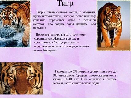 Продолжительность жизни амурского тигра