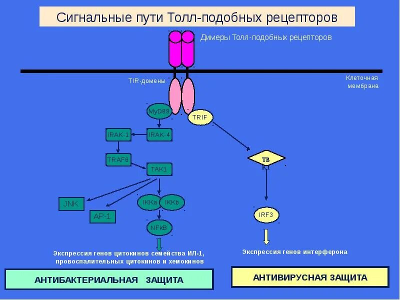 Включи рецептора