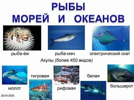 Сообщение об обитателях соленых вод