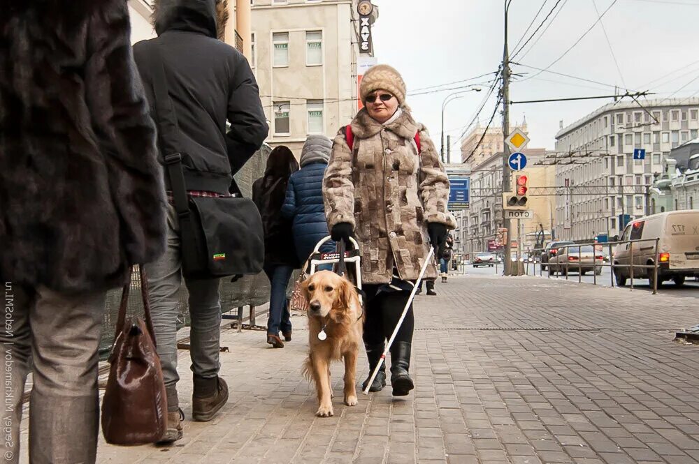 Собака поводырь для слепых. Слепой человек с собакой. Незрячий с собакой. Собаки проводники для слепых.