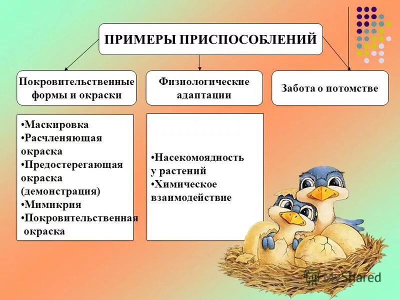 приспособление это в биологии. виды приспособленности. примеры приспособления организмов. защитные приспособления. приспособленность организмов к среде обита.