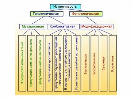 Чем модификационная изменчивость отличается от мутационной изменчивости
