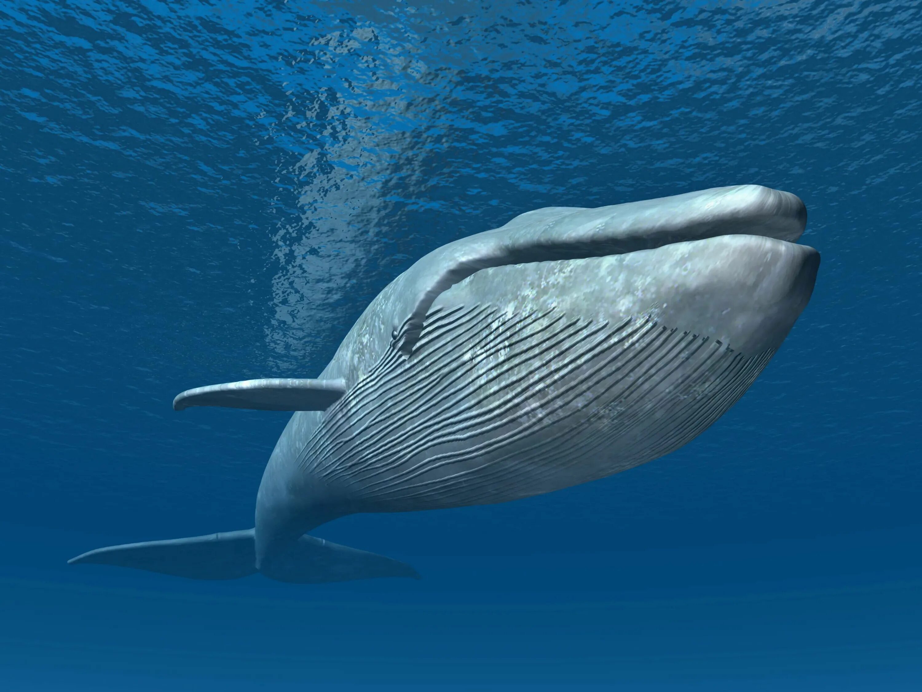 Голубой кит Balaenoptera musculus. Синий кит (голубой кит). Блювал (голубой или синий кит). Китообразные синий кит. Масса синего кита достигает